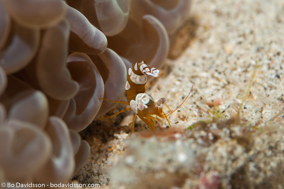 BD-141021-Bali-5756-Thor-amboinensis-(de-Man.-1888)-[Sqat-anemone-shrimp].jpg